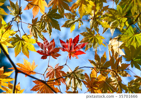 秋葉開始 35701666