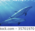Dolphin 35701970