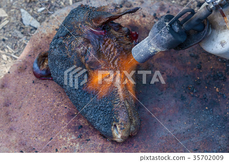 in villages killed a sheep 35702009