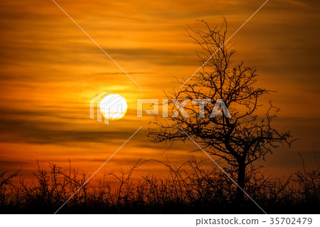 Beautiful sunset  landscape with  tree 35702479