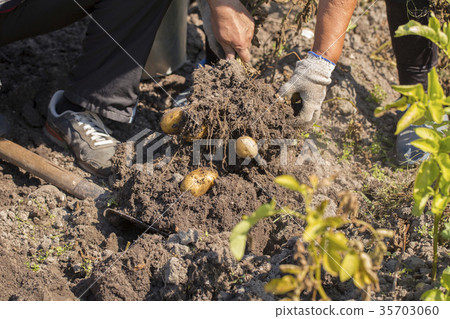 potatoes on the white background 35703060