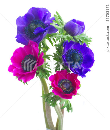 Anemones on white Anemones on white 35703171