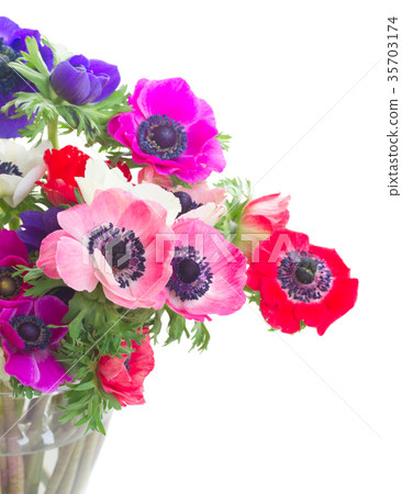 Anemones on white Anemones on white 35703174
