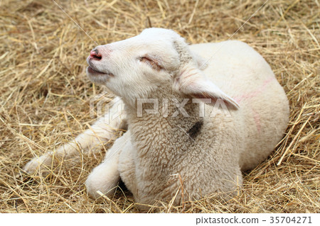 small lamb is resting small lamb is resting 35704271