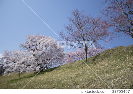 Komyoji公園的春天 35705407