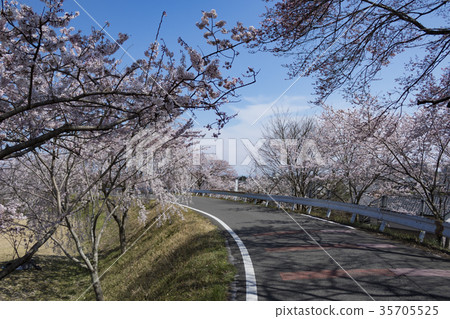 Komyoji公園的春天 35705525