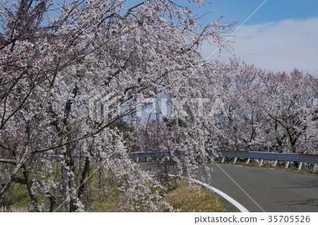 Komyoji公園的春天 35705526