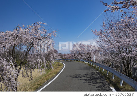 Komyoji公園的春天 35705527