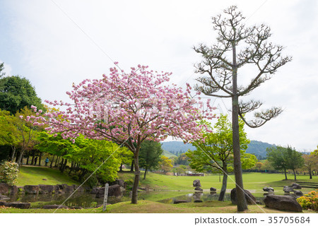 奈良公園櫻花(奈良縣奈良市)於2017年4月拍攝 奈良公園櫻花(奈良縣奈良市)於2017年4月拍攝 35705684