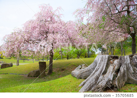奈良公園櫻花（奈良縣奈良市）於2017年4月拍攝 35705685