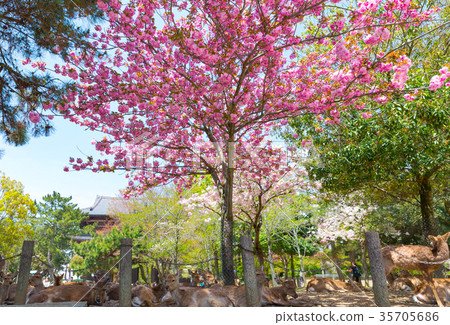 奈良公園櫻花和鹿(奈良縣奈良市)於2017年4月拍攝 奈良公園櫻花和鹿(奈良縣奈良市)於2017年4月拍攝 35705686
