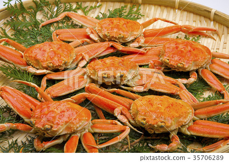 Secogani成分 35706289