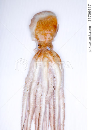 Raw octopus ingredients Raw octopus ingredients 35706437