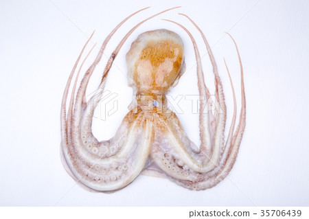 Raw octopus ingredients 35706439