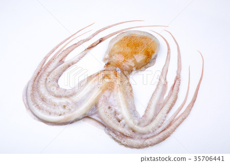 Raw octopus ingredients 35706441