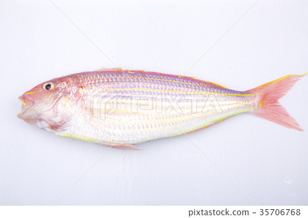 Itoyoli成分 Itoyoli成分 35706768