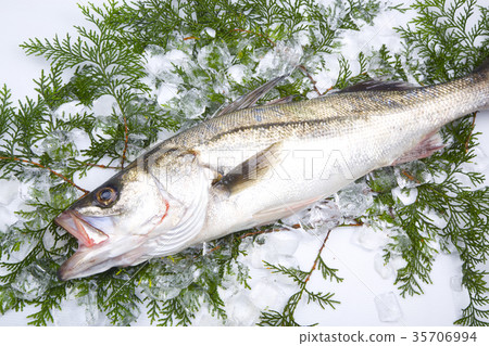 鈴木成分 鈴木成分 35706994