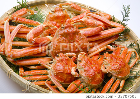 雪蟹男性和女性成分 雪蟹男性和女性成分 35707503