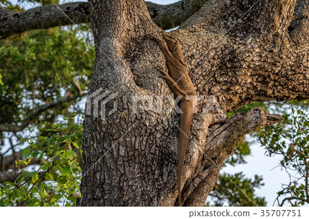 Bengal monitor or Varanus bengalensis 35707751