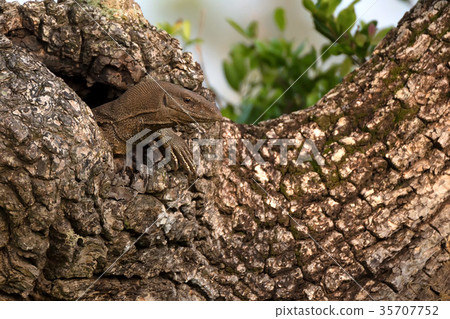 Bengal monitor or Varanus bengalensis 35707752