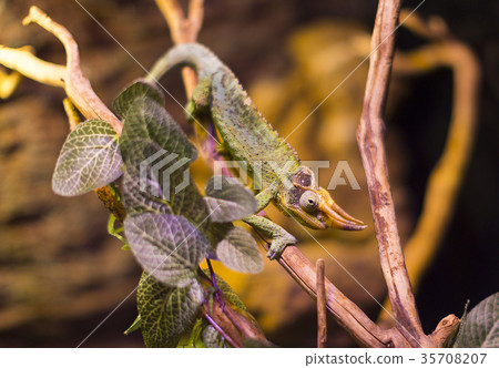 Live wild reptiles lizards shot close-up in nature Live wild reptiles lizards shot close-up in nature 35708207