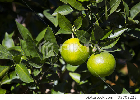 Orange tree with fruits ripen in the garden  35708225