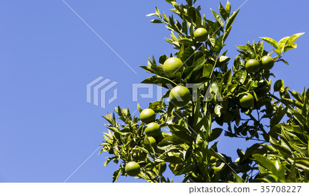 Orange tree with fruits ripen in the garden  35708227