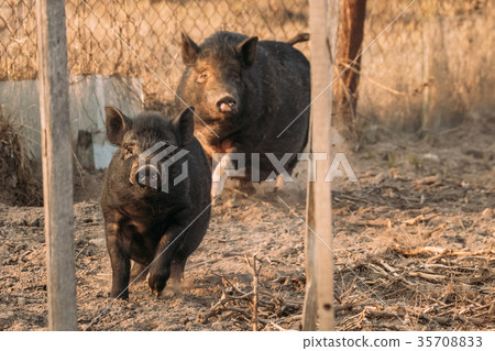 Two Pigs Running In Farm Yard. Pig Farming Is Two Pigs Running In Farm Yard. Pig Farming Is 35708833