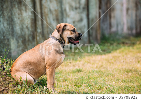 Ca De Bou Or Perro De Presa Mallorquin Puppy Sit Ca De Bou Or Perro De Presa Mallorquin Puppy Sit 35708922