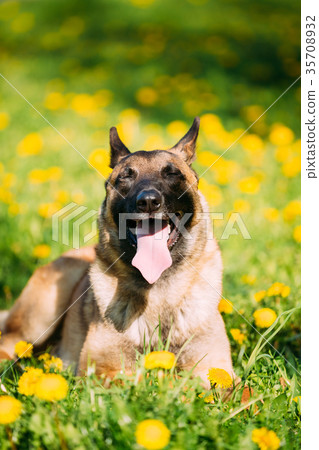 Malinois Dog Sit Outdoors In Green Grass 35708932