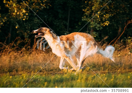 Russian Dog, Borzoi Fast Running In Summer Sunset 35708991