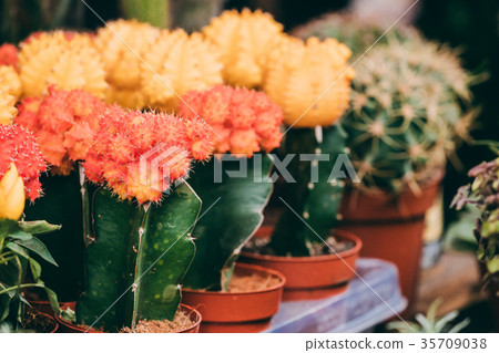 Several Little Small Colorful Cacti Cactus Flowers 35709038