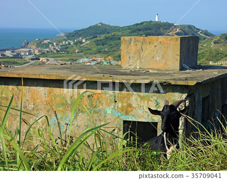 [Mazou Dongli] Black Sheep Later Dongliu Lighthouse 35709041
