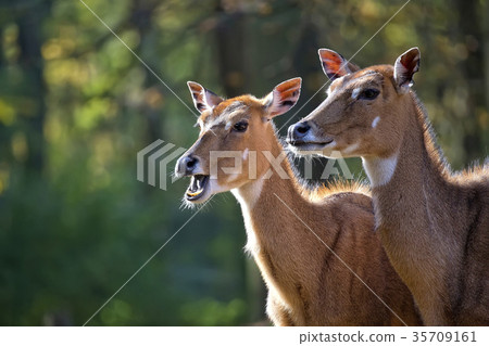 Nilgai in a clearing, a portrait  35709161
