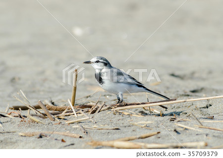 Walking on a sandy beach 35709379