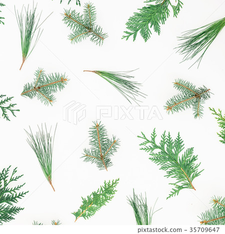 Winter pattern of Christmas trees on white 35709647