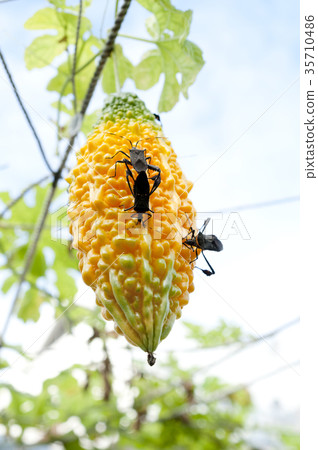 Anemone bug which damages the fruit of bitter gourd 35710486