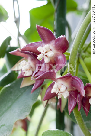 Joya Imperialis 35710489