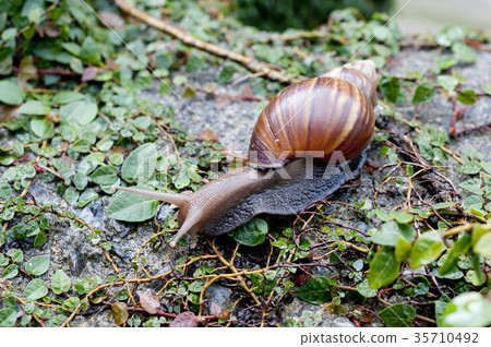 African maimai 35710492