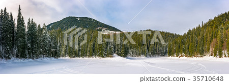 snowy meadow in winter spruce forest snowy meadow in winter spruce forest 35710648