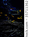 underwater coral reef landscape background in 35711362