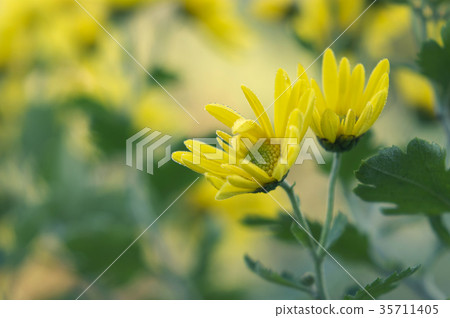 黃色Kiku開始開花 35711405