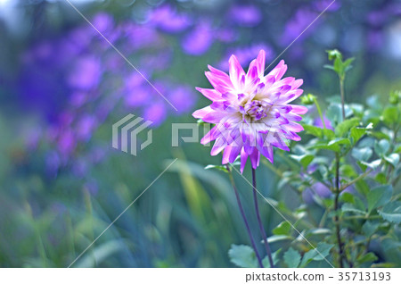 Dahlia in the garden Dahlia in the garden 35713193