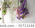 Dried flower_Lavender_Gypsophila 35713248