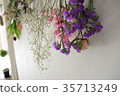 Dried flower_Lavender_Gypsophila 35713249