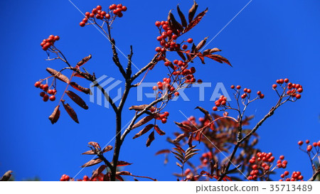 Red leaves of Adayatara mountain rowan red Red leaves of Adayatara mountain rowan red 35713489