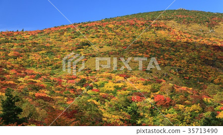 Autumn leaves of Adatarayama true sky Autumn leaves of Adatarayama true sky 35713490