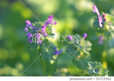 Hotokenosa blooming on a path in the morning 35713562