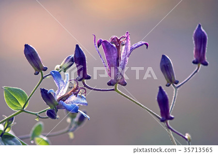 Hottoggis dancing in late fall Hottoggis dancing in late fall 35713565