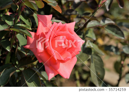 Roses (Montparnasse) Roses (Montparnasse) 35714259